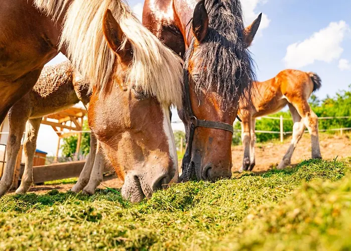 Horská chata W Gorach 